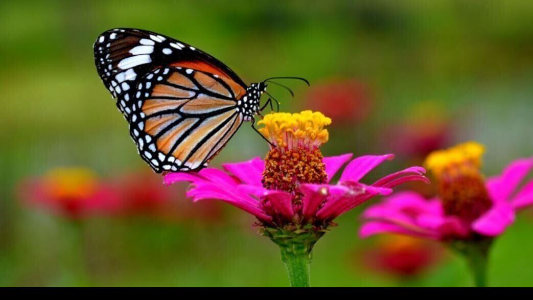 22 plants that can attract butterflies